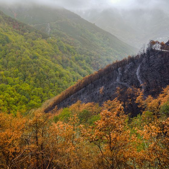 Burned forest renews in autumn